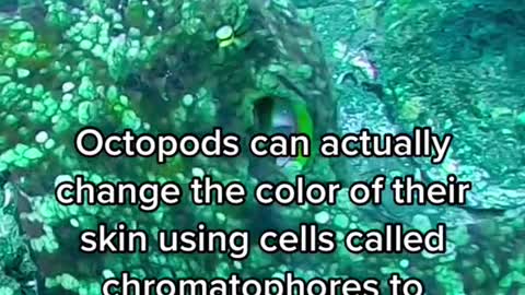 Octopods can actually change the color of their