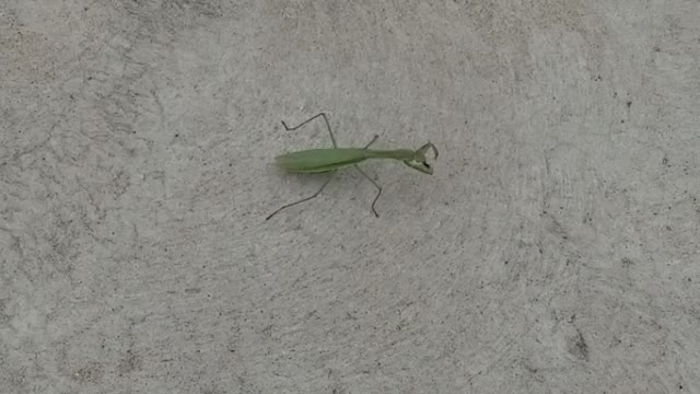 Hungry Praying Mantis SNACKS on Carpenter Ant