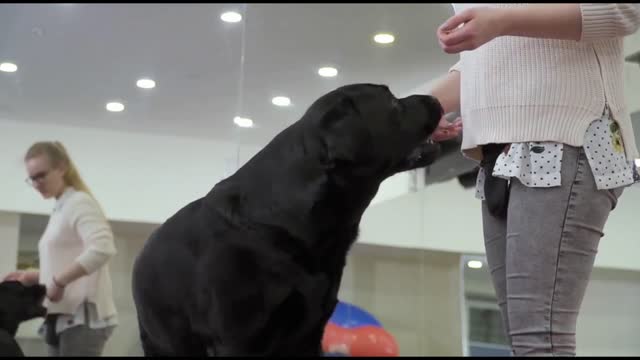 Basic Dog Training – 10 Essential Commands Every Dog Should Know