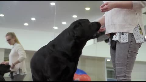 Basic Dog Training – 10 Essential Commands Every Dog Should Know