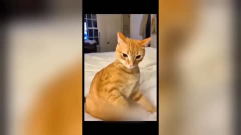 Funny animal videos 2024 - Funny cats/dogs - Funny animals - Part 2