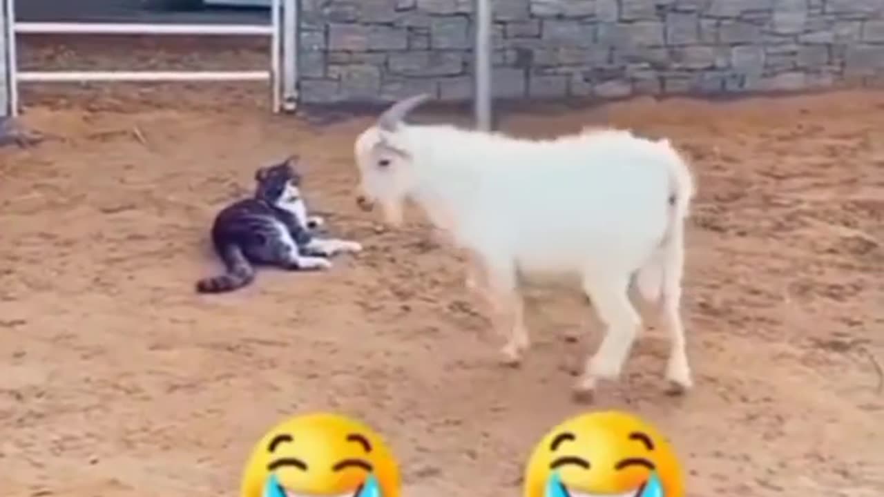 Funny video