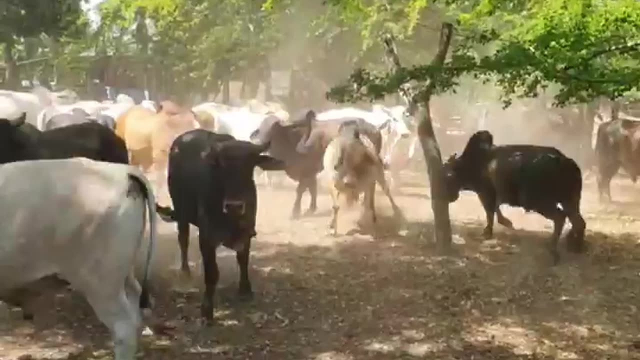 Bull fighting