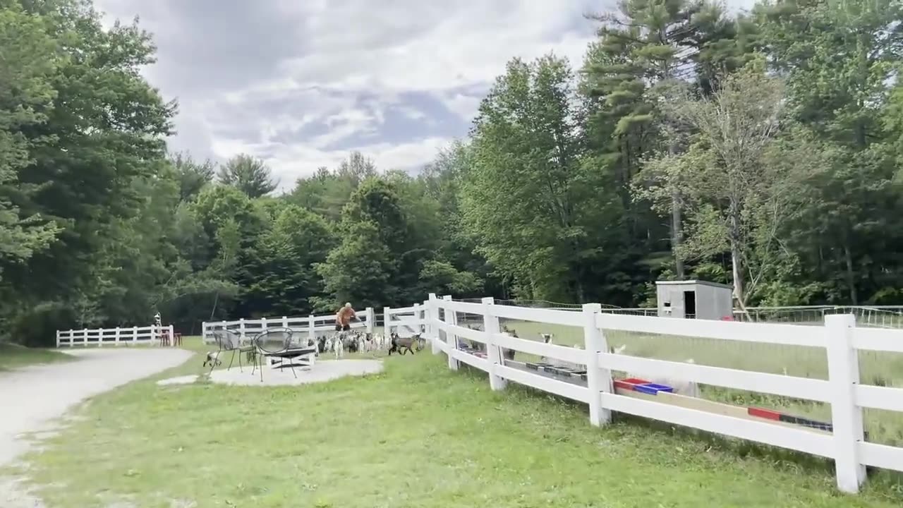 Weaning goats can't make up their minds