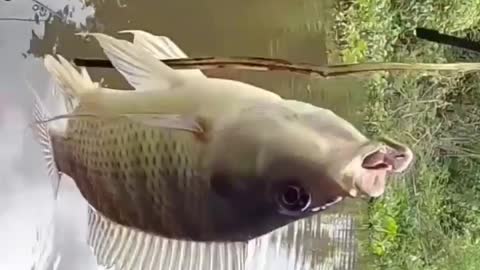 This is a beautiful and charming water-dwelling species