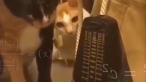 Funny Moments Of Dogs and Cats |