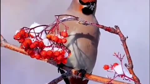 Beautiful birds love to eat beautiful flowers, too