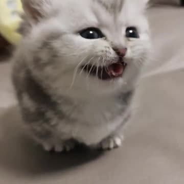 beautiful kitten ❤️❤️❤️