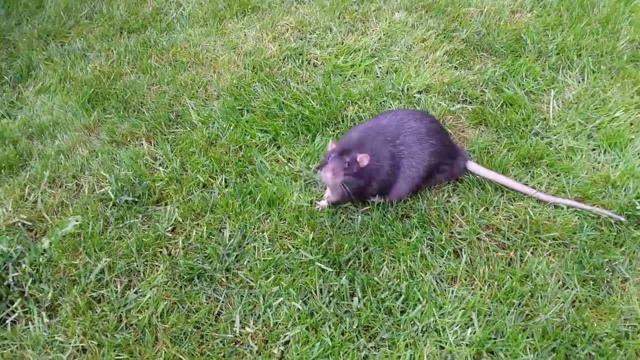 A fat rat on the grass