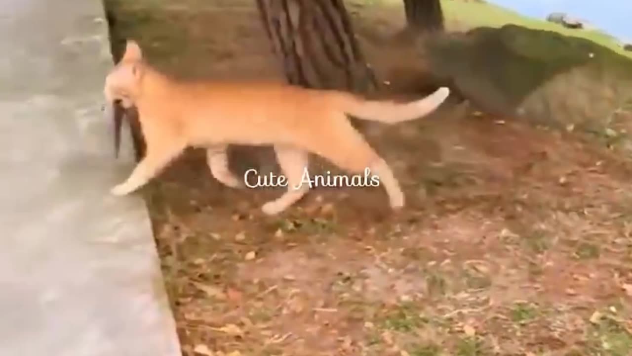 Funny animal