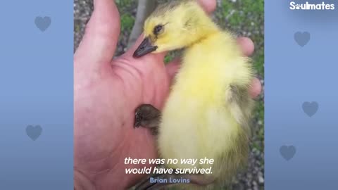 Guy Teaches His Rescued Gosling How To Fly | The Dodo Soulmates