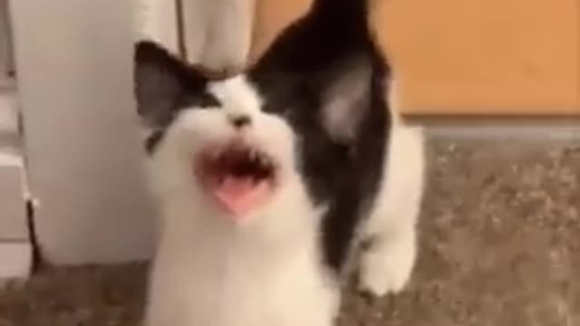 Best comedy dog And cat