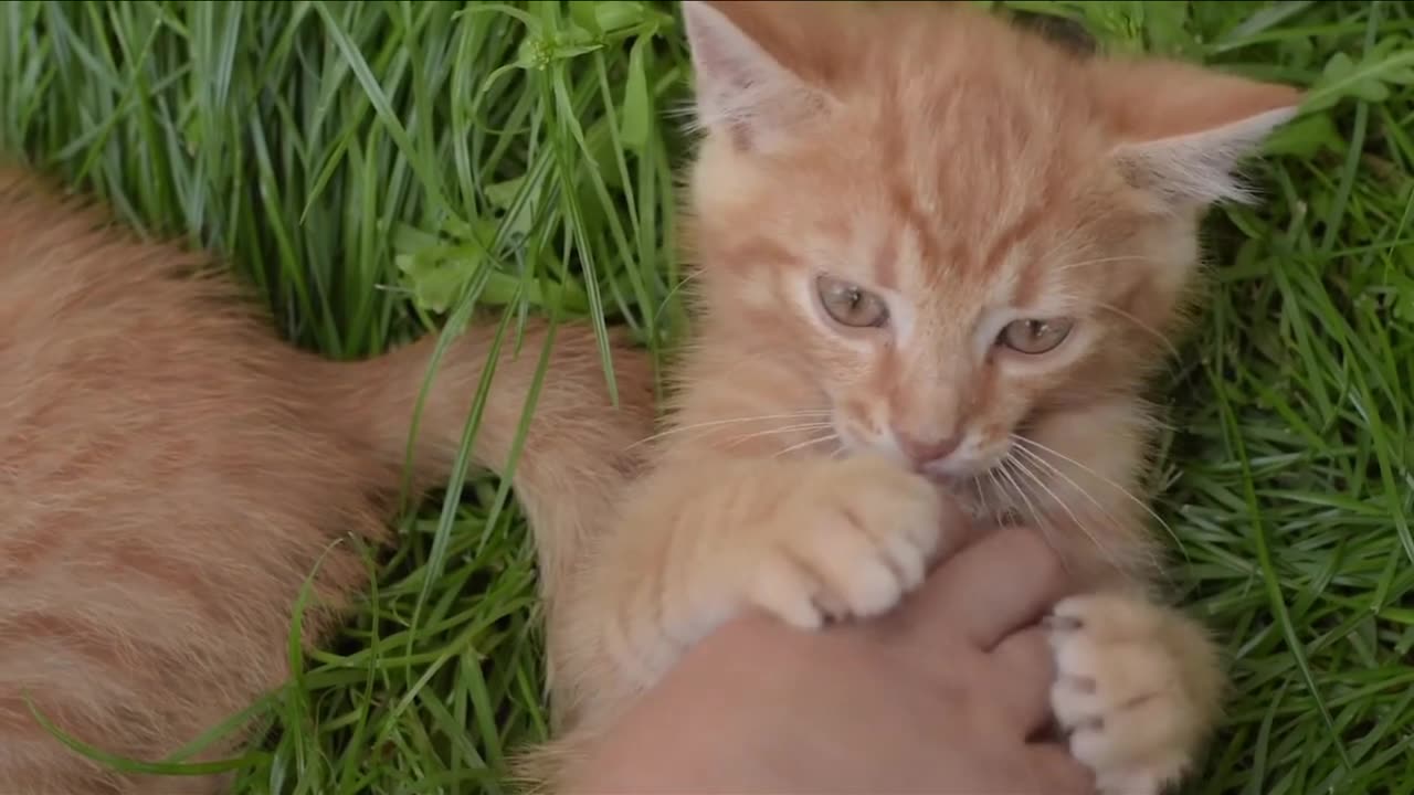 This pet cat is very cute