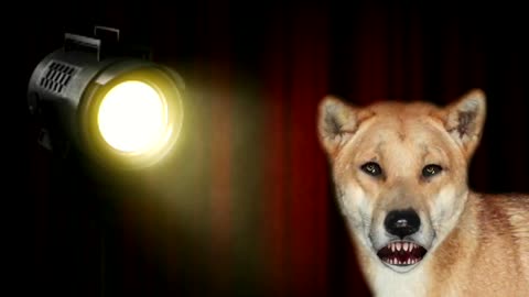 Darryl the Talking Dingo joke about the wife dying
