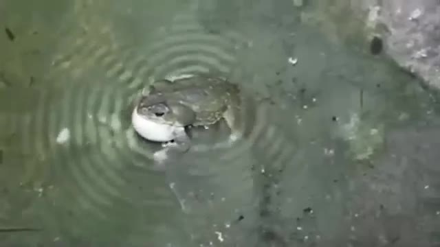 Frog Produce Waves