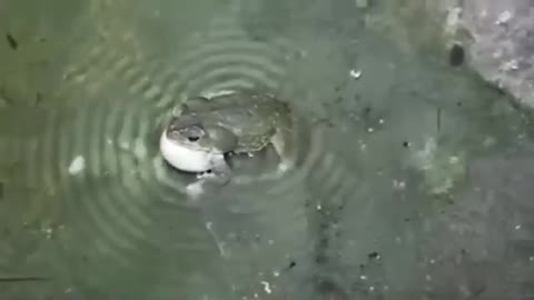Frog Produce Waves