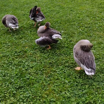 Goose Cleaning Time😁