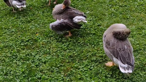 Goose Cleaning Time😁