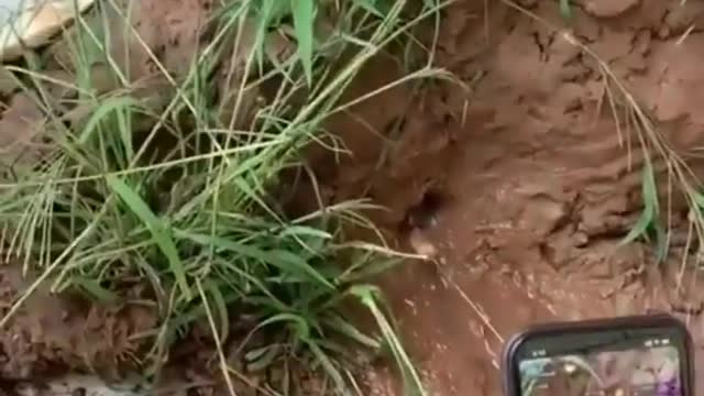 This is a beautiful and charming water-dwelling species