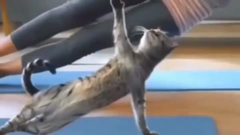 Cat yoga