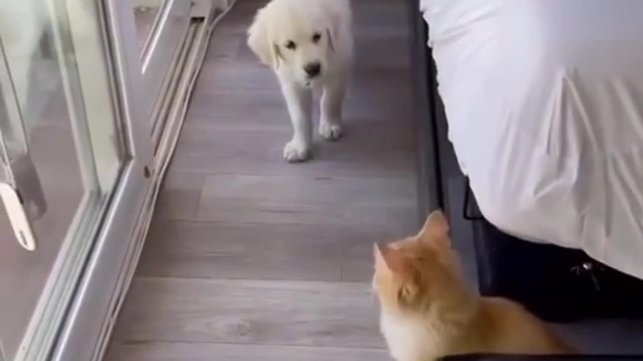 Dog v/s cat fight