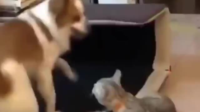 Funniest cat videos #127 - HILARIOUS!