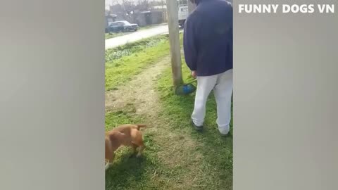 Funniest Animals Video - Funny Dogs And Cats - Try Not To Laugh Animals 2022