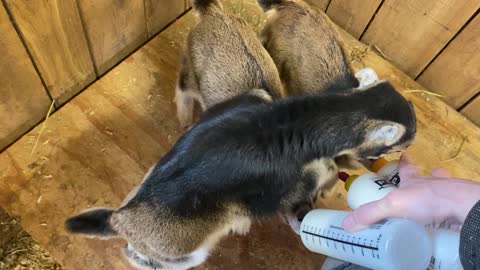 Feeding the Baby Goats B 03.2022