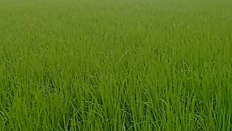 Rice field