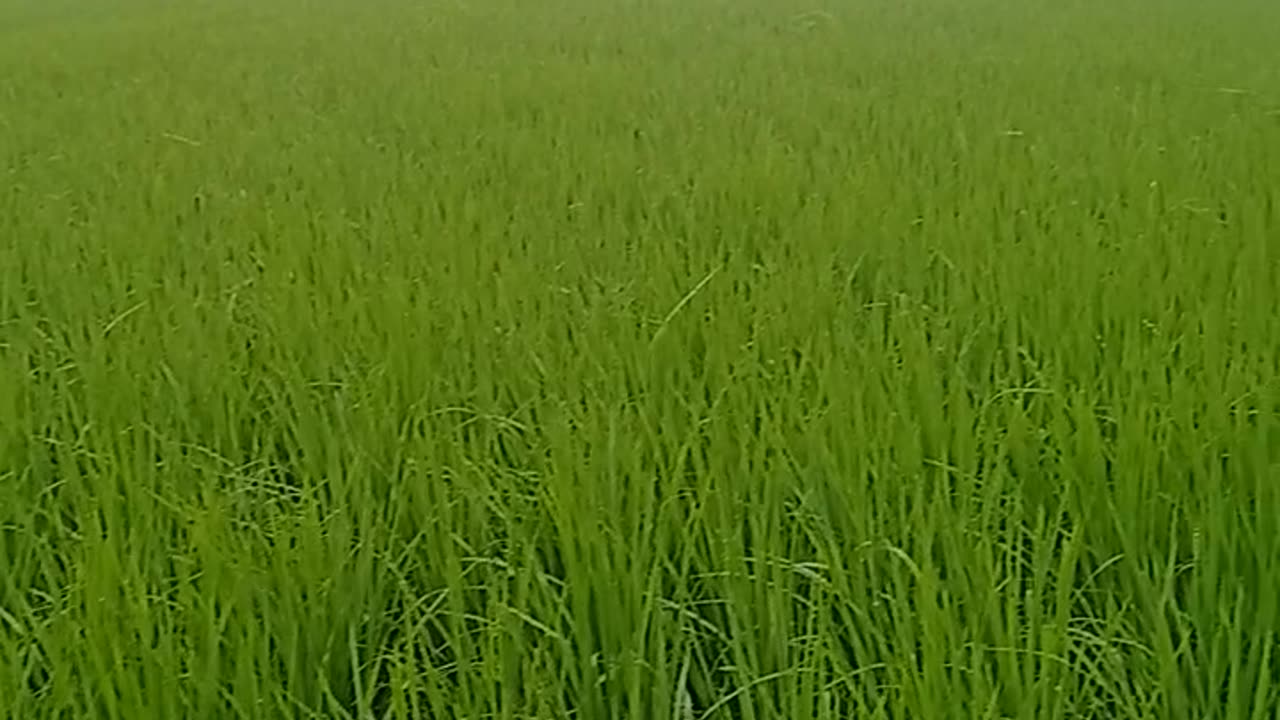 Rice field