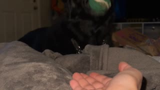 Does Your Dog Throw the Ball Back?