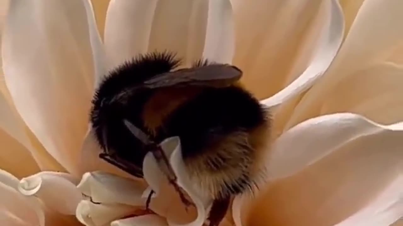 Tired worker honey bee sleeing on flower