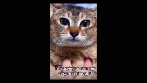 Compilation of cats forming their first thought