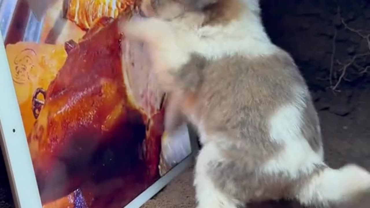 Dog 🐶 watch chicken 🐓 tikka masala