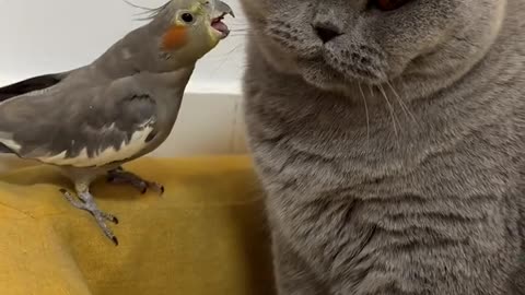 Cat and parrot