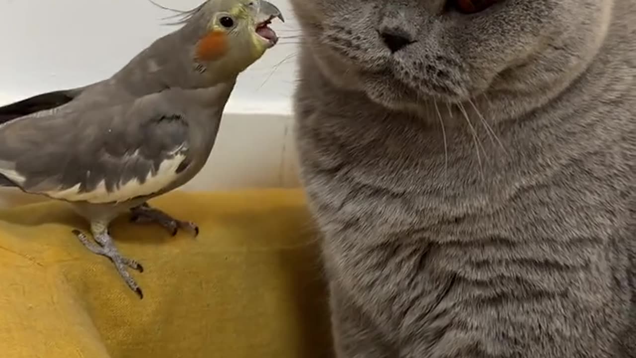 Cat and parrot