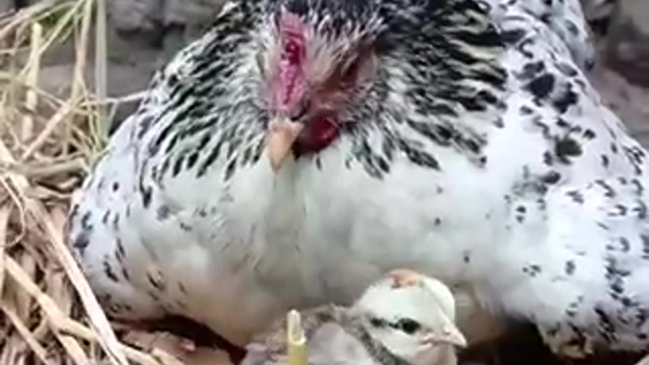 Amazing chicken 🐓 trending video