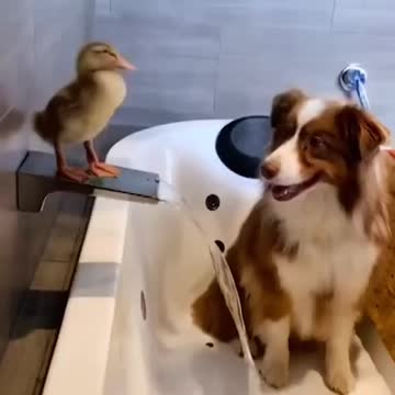 The love between a dog and a chick.