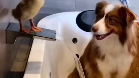 The love between a dog and a chick.