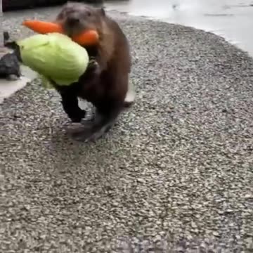 Beaver carries a carrot and a head of lettuce to his house in vogue Share