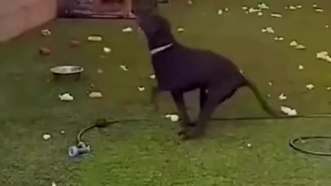 Funniest Animals Cats and Dogs