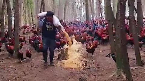 Food for hens (follow me)