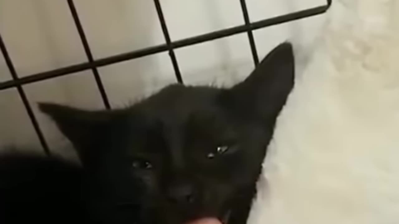Funny Animal videos