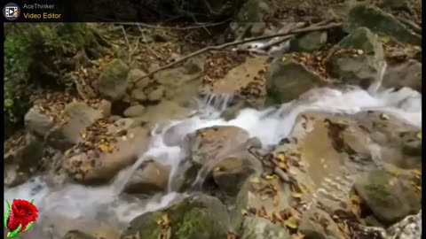 forest waterfall