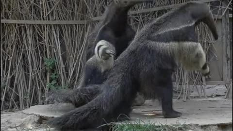 anteaters