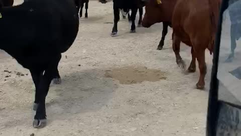 43- Spring Calving Angus pair.