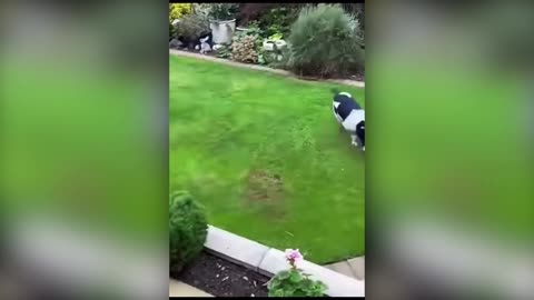 Funniest Animals Video - Funny Dogs And Cats - Try Not To Laugh Animals 2
