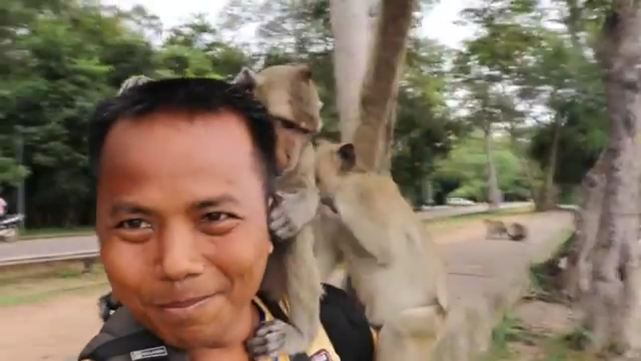 Kiki monkey helps mom teach naughty baby monkey playing.........