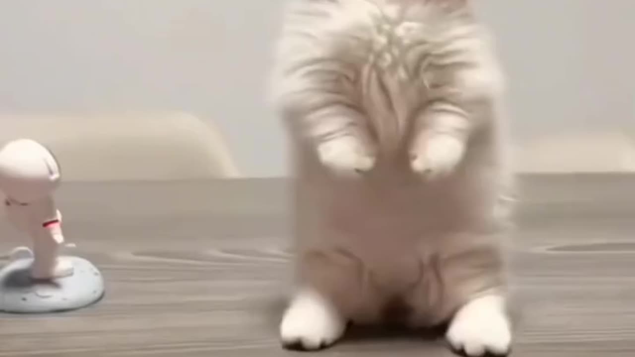 WALKING CAT