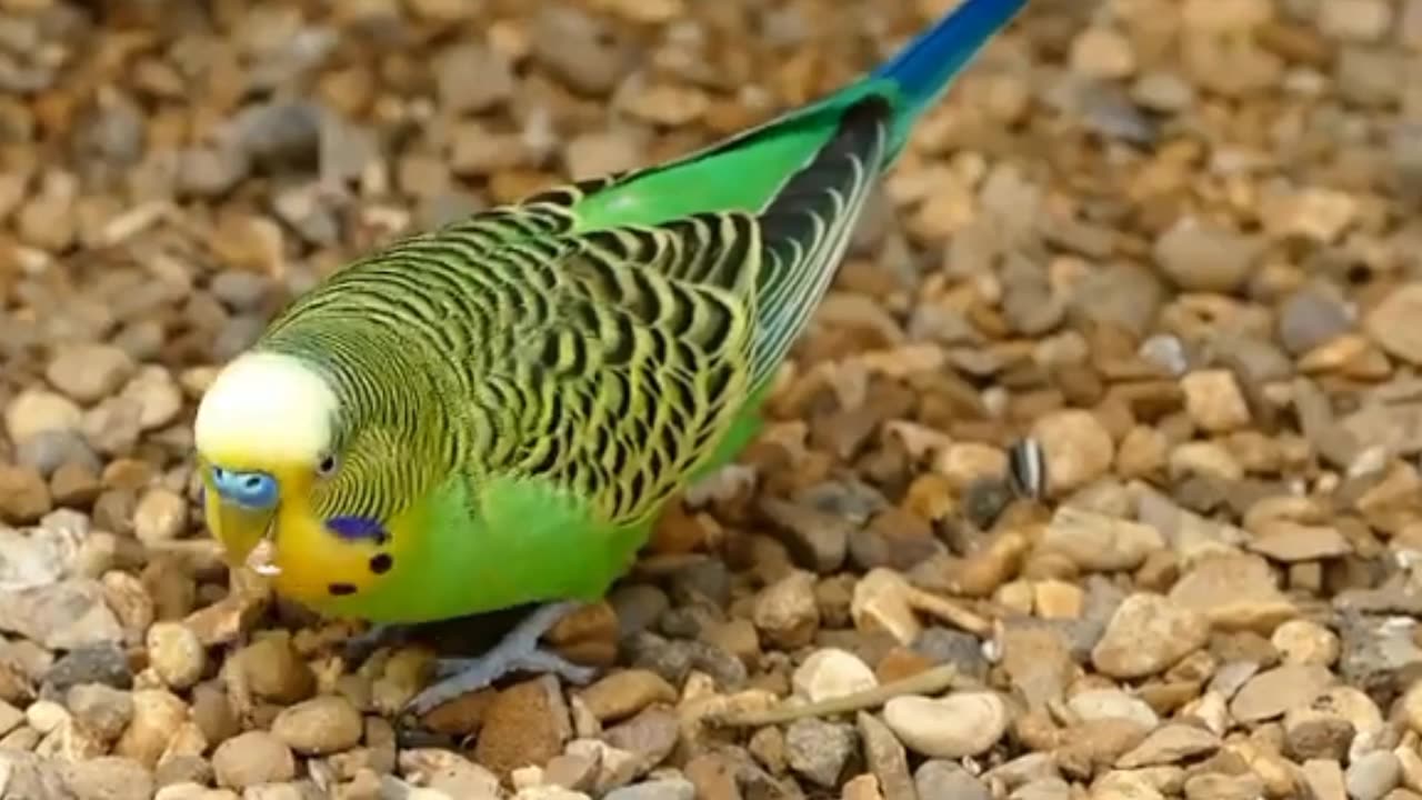 Cute Bird